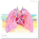 Heart and Lungs Watercolor by Certified Medical Illustrator Peg Gerrity