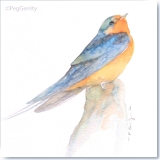 Barn Swallow Watercolor Painting by Gerrity