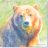Grizzly Bear Hugo from AWCC Watercolor by Gerrity