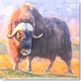 Musk_Ox_Gerrity