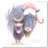 Alaska Raven and Musk Ox Watercolors by Gerrity