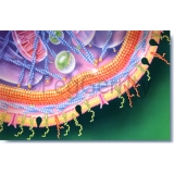 044-Platelet-Cell-Receptors