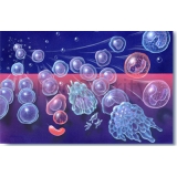 056-Stem-Cell-Maturation