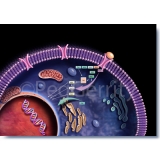 446-Cellular-Pathways