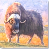 Musk_Ox_Gerrity