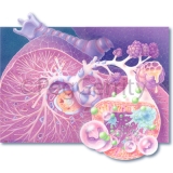 Asthma (Image 40)