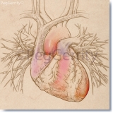 074 Heart w Pulmonary Vessels