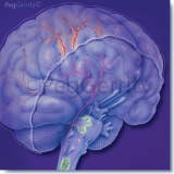 Headached-Mechanism-of-Action-366