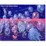 Stem Cell Maturation Poster 056