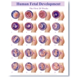 477 Pregnancy Weeks 1-20 Academic Poster