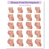 478 Pregnancy Weeks 21 - 40 Academic Poster