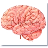 Arteries of Brain (Image 5)