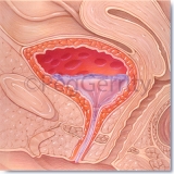 Urinary Bladder (Image 211)