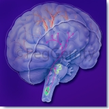 Headache Mechanism-of-Action 366