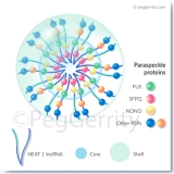 Paraspeckle Formation - 504