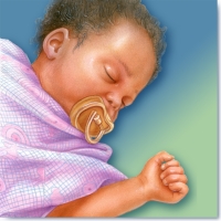 Pregnancy and Fetal Development Medical Illustration by Peg Gerrity