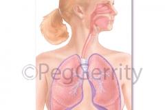 459-Respiratory-System