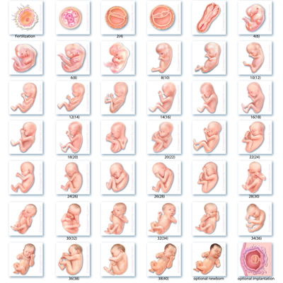 Gestation Archives Peg Gerrity Certified Medical Illustrator