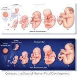 323-Comparative-Sizes-Fetal-Development