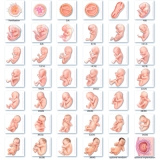 40-Weekly-Pregnancy-Set-231