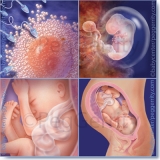 477 - 488 Fetal Images for Academic Lease