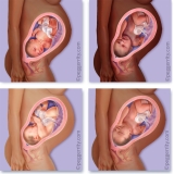 Pregnancy and Fetal Development Medical Illustration by Peg Gerrity for WRTK