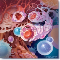 011 Hematopoietic Stem Cell Niche