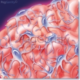 Glomerular-Capillaries-and-Cells-218