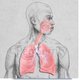 339V-Respiratory-System-Full-FW-PE-MainTB