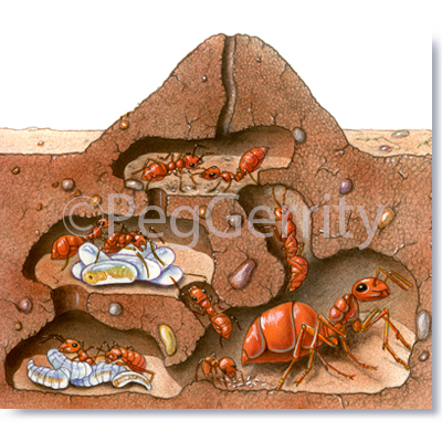 ants Archives - Peg Gerrity, Certified Medical Illustrator