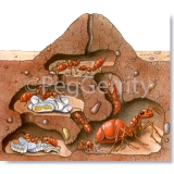 105-Ant-Colony