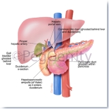 263R Liver-Pancreas-Gall Bladder