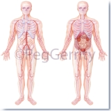 280V-Std-Man-Organs-Layers