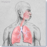 339V-Respiratory-System-FW-PE-Main-TB