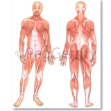 424 Muscular System