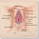 Anatomy of Female Vulva, Including Bartholin's and Skene's Glands by Gerrity