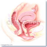 370 Female Reproductive System