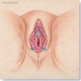257 Anatomy of Female Vulva, Including Bartholin's and Skene's Glands by Gerrity